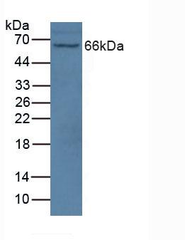 Western Blot; Sample: Recombinant NOS1AP, Human.