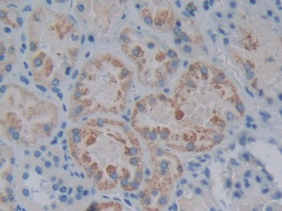 Nitric Oxide Synthase 1 Adaptor Protein (NOS1AP) Polyclonal Antibody - image 5