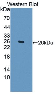 Galectin 12 (GAL12) Polyclonal Antibody - image 3