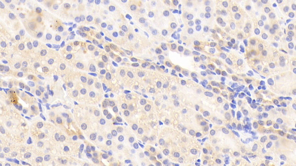 Apolipoprotein H (APOH) Polyclonal Antibody - image 5