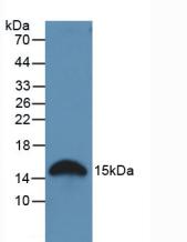 Western Blot; Sample: Recombinant GAL2, Rat.