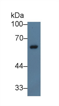 Western Blot; Sample: Recombinant protein.