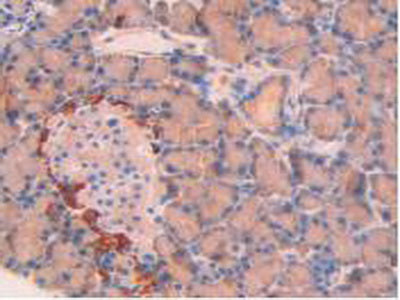 Alpha-Fodrin (SPTAN1) Polyclonal Antibody - image 4