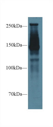 Western Blot; Sample: Recombinant protein.