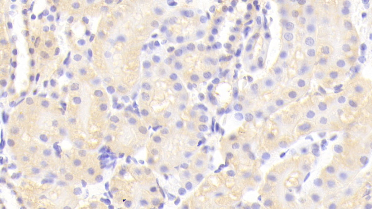 Alpha-Fodrin (SPTAN1) Polyclonal Antibody - image 3