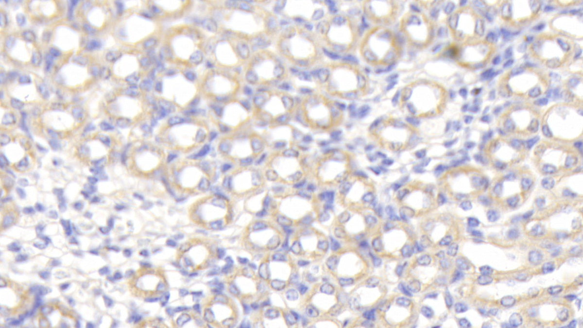 Alpha-Fodrin (SPTAN1) Polyclonal Antibody - image 3