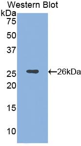 Alpha-Fodrin (SPTAN1) Polyclonal Antibody - image 2