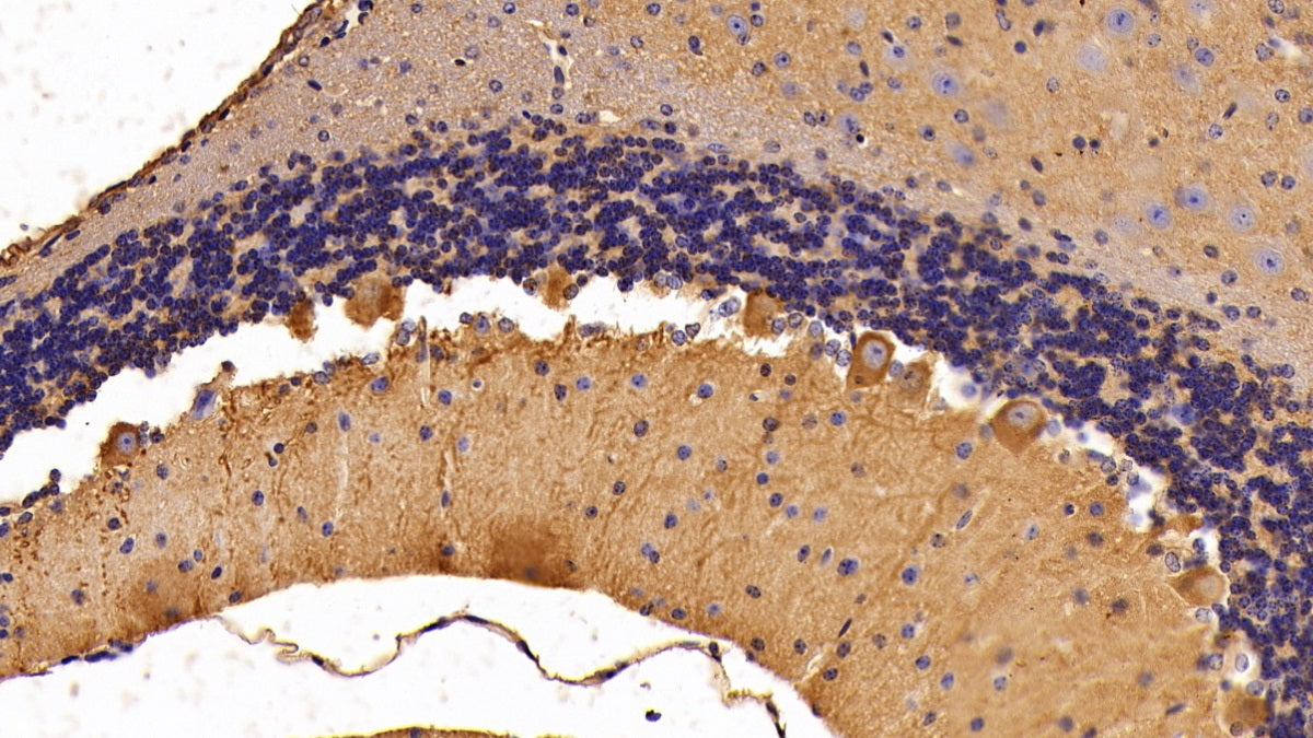 Alpha-Fodrin (SPTAN1) Polyclonal Antibody - image 3