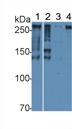 Alpha-Fodrin (SPTAN1) Polyclonal Antibody - image 3