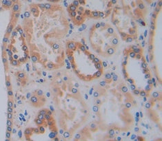Alpha-Fodrin (SPTAN1) Polyclonal Antibody - image 4