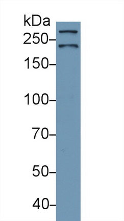 Western Blot; Sample: Recombinant protein.