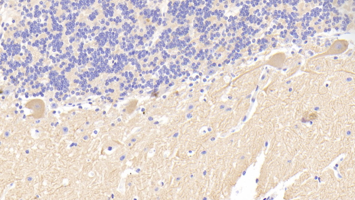 Alpha-Fodrin (SPTAN1) Polyclonal Antibody - image 5