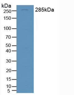 Western Blot; Sample: Lane1: Human Lung lysate; Lane2: Porcine Cerebrum lysate; Lane3: Rat Cerebrum lysate; Lane4: U2OS cell lysate; Primary Ab: 5μg/ml Rabbit Anti-Human SPTAN1 Antibody; Second Ab: 0.2µg/mL HRP-Linked Caprine Anti-Rabbit IgG Polyclonal Antibody;