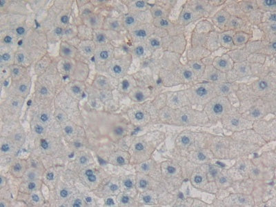 Alpha-Fodrin (SPTAN1) Polyclonal Antibody - image 5