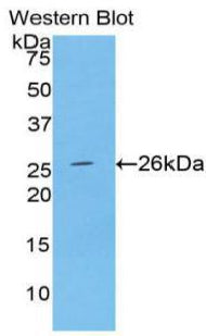 Alpha-Fodrin (SPTAN1) Polyclonal Antibody - image 2