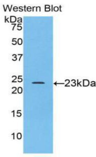 Alpha-Fodrin (SPTAN1) Polyclonal Antibody - image 2