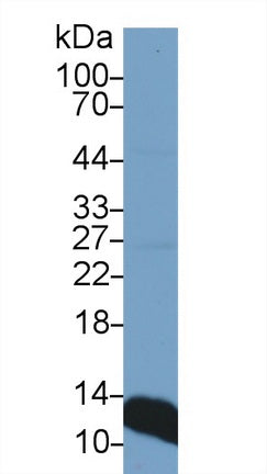 Western Blot; Sample: Recombinant protein.