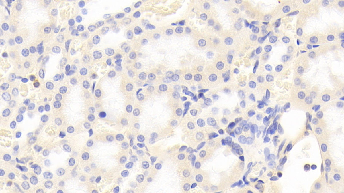 DAB staining on IHC-P. Samples: Rat Tissue)