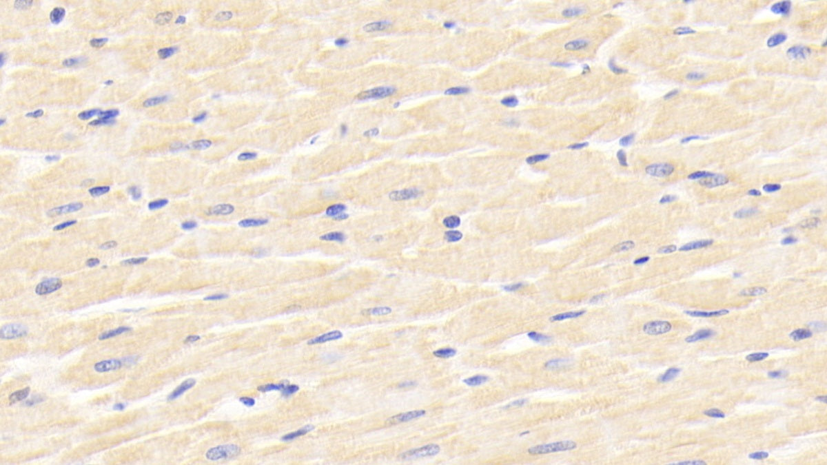 Beta-2-Microglobulin (b2M) Polyclonal Antibody - image 5