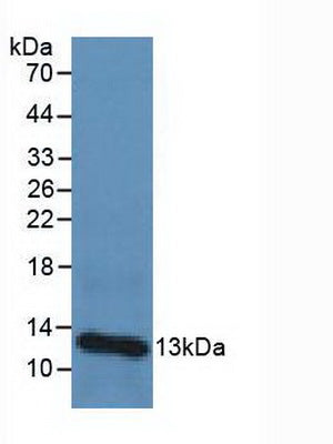 Western Blot; Sample: Recombinant b2M, Canine.