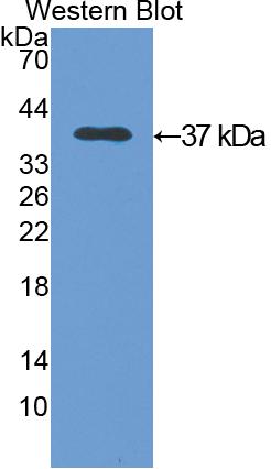 Western Blot; Sample: Lane1: Rat Lung lysate; Lane2: Mouse Lung lysate; Lane3: Human Lung lysate; Lane4: Porcine Lung lysate; Primary Ab: 0.1µg/ml Rabbit Anti-Rat ANXA5 Antibody; Second Ab: 0.2µg/mL HRP-Linked Caprine Anti-Rabbit IgG Polyclonal Antibody;