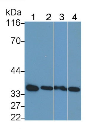 Used in DAB staining on fromalin fixed paraffin-embedded liver tissue