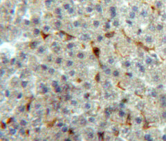 Annexin V (ANXA5) Polyclonal Antibody - image 4