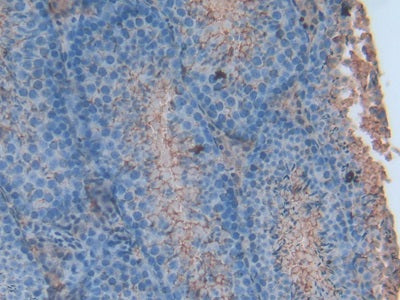 Annexin V (ANXA5) Polyclonal Antibody - image 5