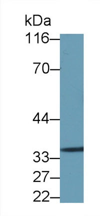 Annexin V (ANXA5) Polyclonal Antibody - image 3