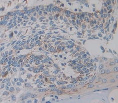 Annexin V (ANXA5) Polyclonal Antibody - image 4