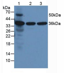 Western Blot; Sample: Lane1: Gallus Heart lysate; Lane2: A431 cell lysate; Lane3: Hela cell lysate; Lane4: Bovine Testis lysate; Primary Ab: 0.02ug/ml Rabbit Anti-Gallus ANXA5 Antibody; Second Ab: 0.2µg/mL HRP-Linked Caprine Anti-Rabbit IgG Polyclonal Antibody;