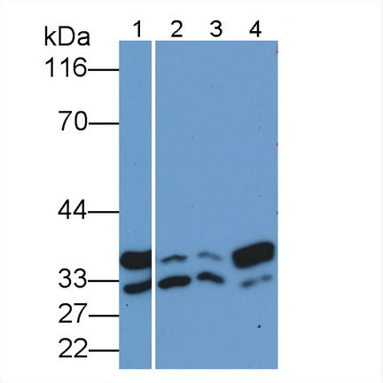 Annexin V (ANXA5) Polyclonal Antibody - image 3