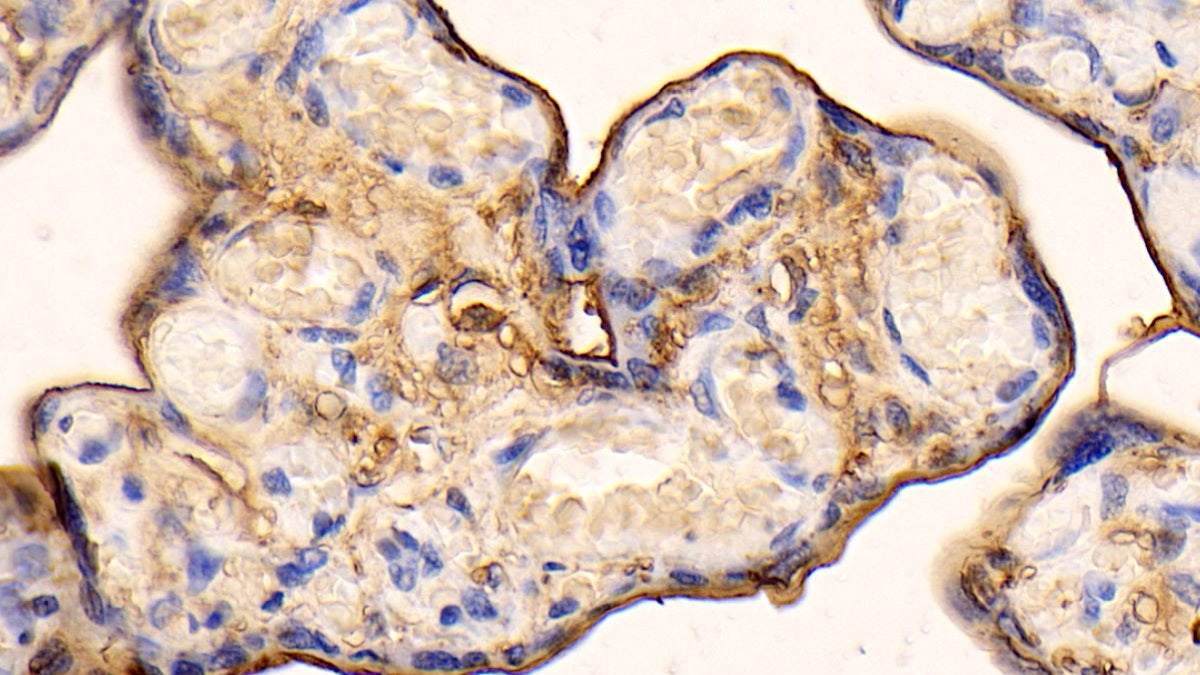 Annexin V (ANXA5) Polyclonal Antibody - image 5