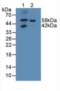 Western Blot; Sample: Recombinant GAS, Rat.