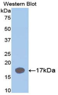 Interleukin 1 Receptor Antagonist (IL1RA) Polyclonal Antibody - image 2