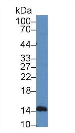Western Blot; Sample: Recombinant protein.