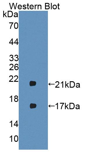 Interferon Beta (IFNb) Polyclonal Antibody - image 3