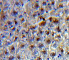 Transcription factor 20 (TCF20) Polyclonal Antibody - image 3