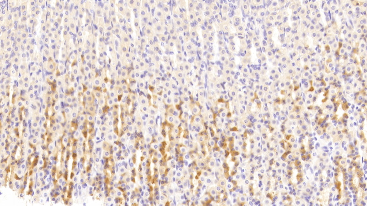Adrenomedullin (ADM) Polyclonal Antibody - image 4