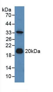 Western Blot; Sample: Recombinant ADM, Mouse.