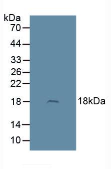 Western Blot; Sample: Recombinant ADM, Human.
