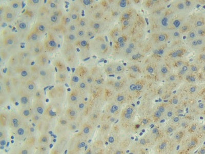 Adrenomedullin (ADM) Polyclonal Antibody - image 5