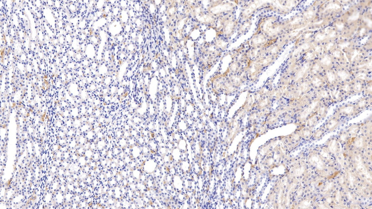 Alpha-1-Microglobulin (a1M) Polyclonal Antibody - image 3
