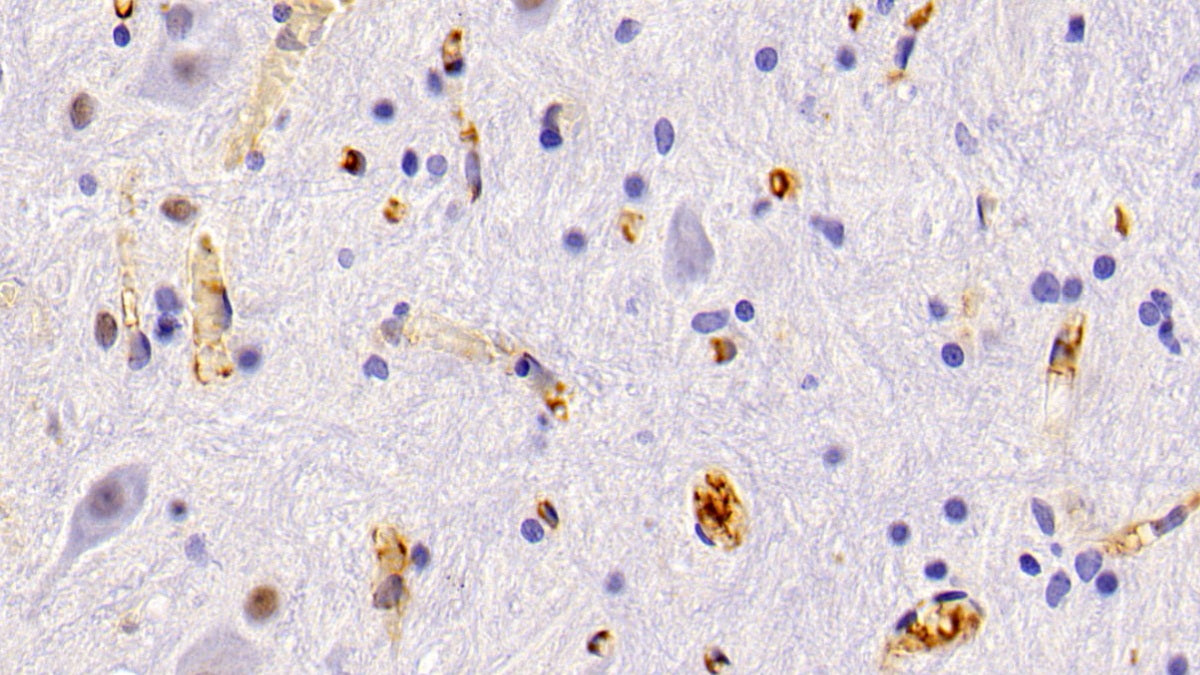 DAB staining on IHC-P. Samples: Rat Tissue)