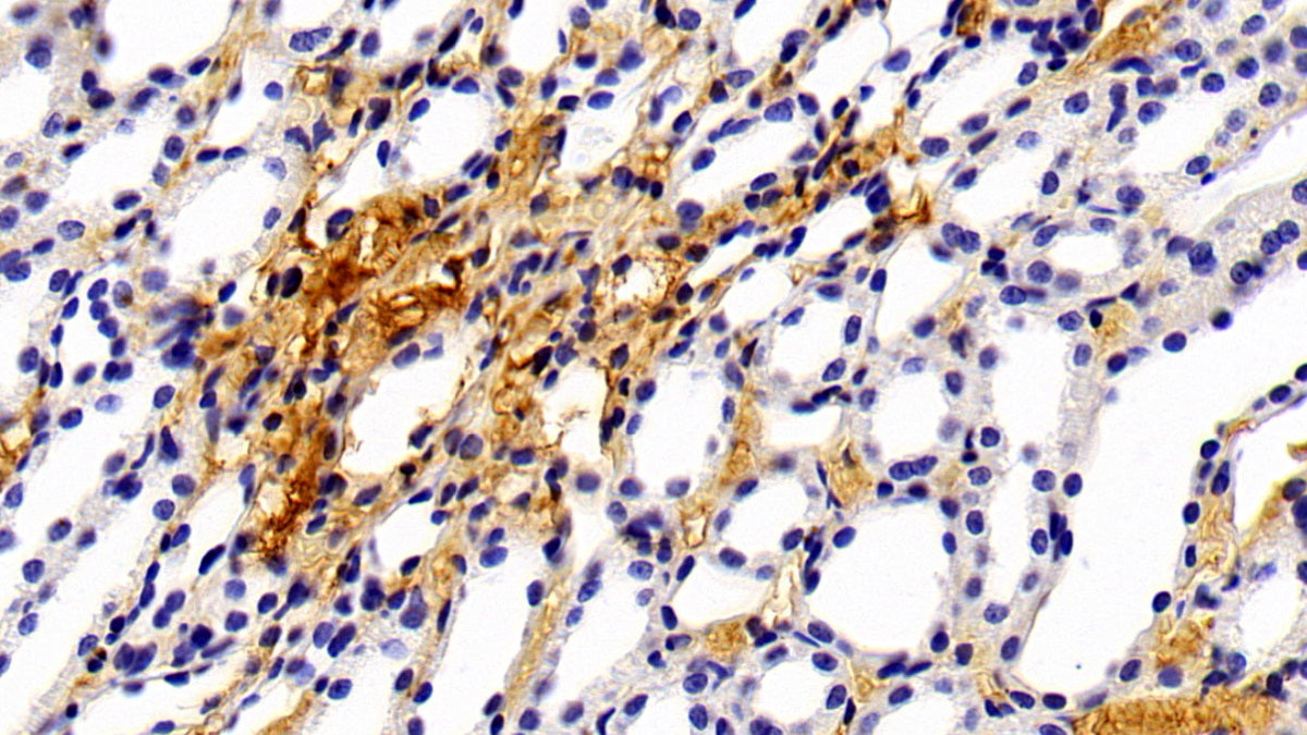 Alpha-1-Microglobulin (a1M) Polyclonal Antibody - image 5