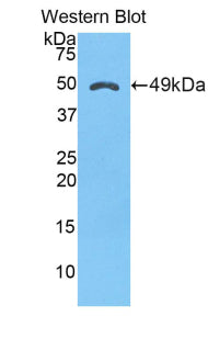 Alpha-1-Microglobulin (a1M) Polyclonal Antibody - image 2