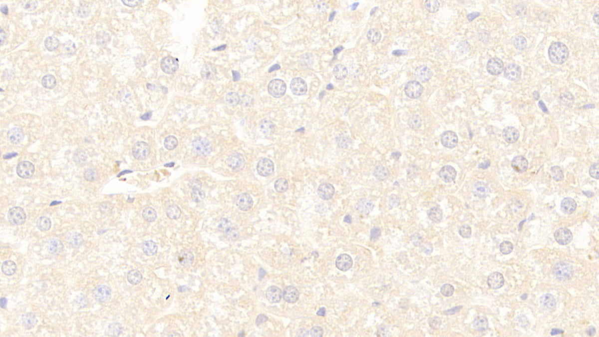 DABstainingonIHC-P.Samples:MouseTissue)