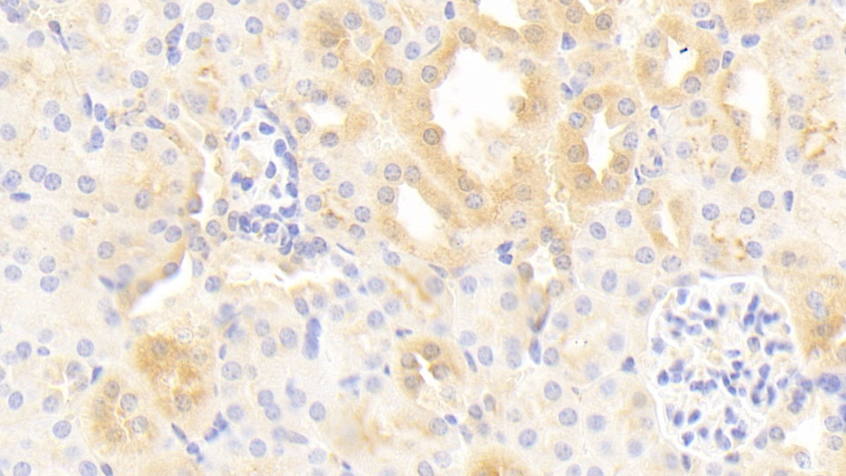 Alpha-1-Microglobulin (a1M) Polyclonal Antibody - image 4