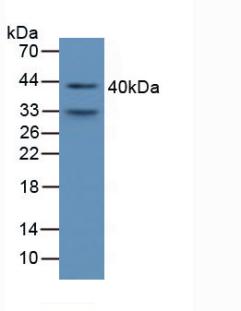 Western Blot; Sample: Recombinant a1M, Mouse.