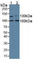 Western Blot; Sample: Recombinant COL1a2, Mouse.